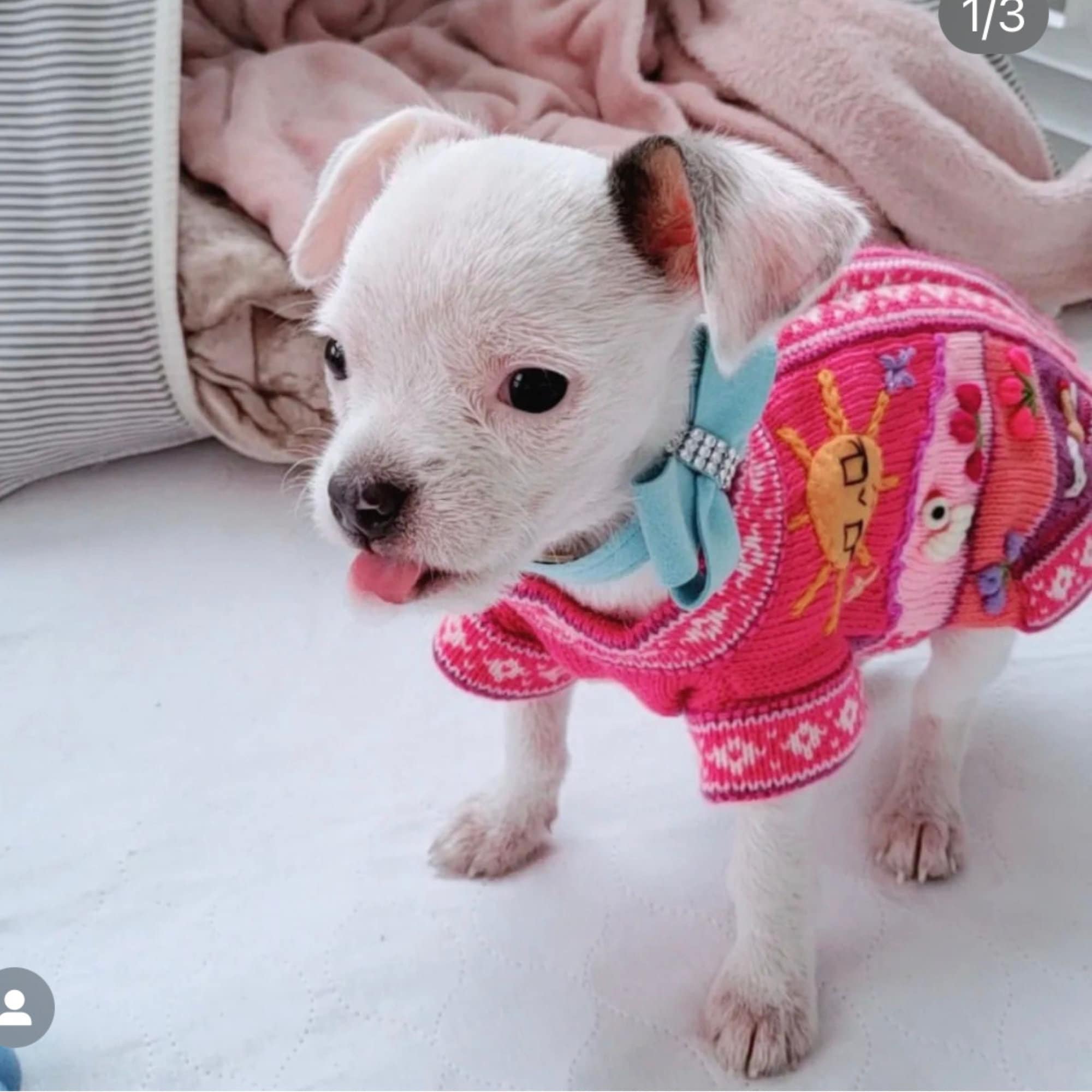 DARK PINK Zip Up Dog Sweater, Handmade in Peru