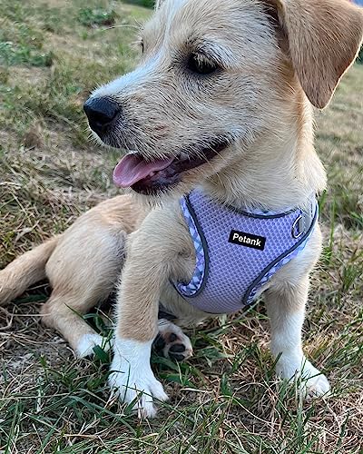 Purple Dog Harness & Leash Set for Small-Medium Dogs