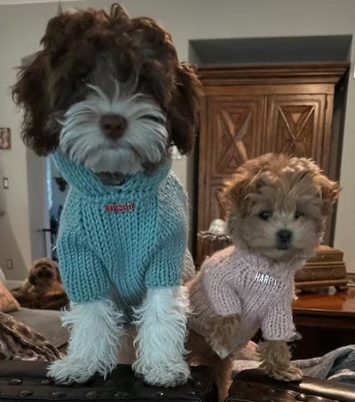 Personalized Knit Dog Hoodie - BubaDog