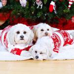 Christmas Snowflake Dog Pajamas for Small/Medium Dogs