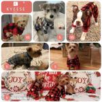 Checkered Stretchy Soft Dog Pajamas for Small Dogs