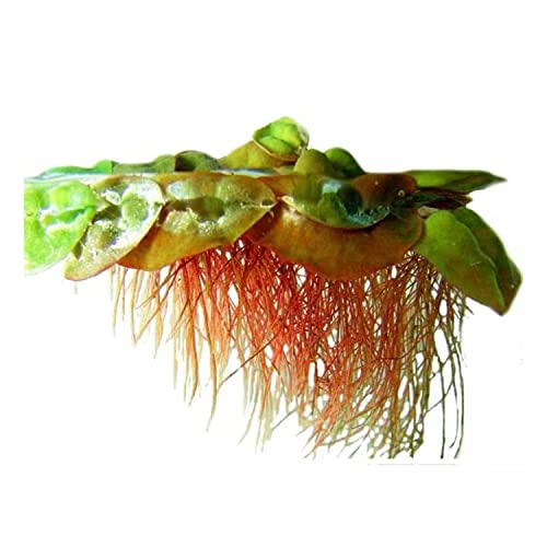 High-Quality Red Root Floater Plants for Aquariums