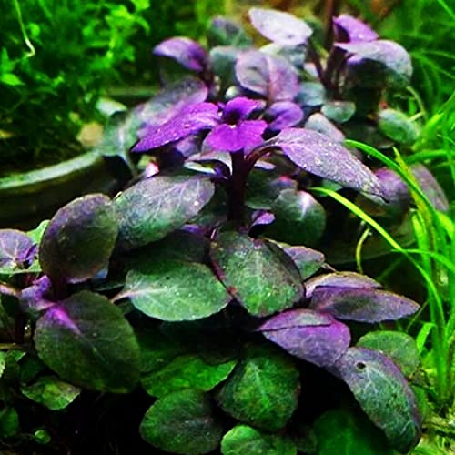 Live Lobelia Cardinalis Aquarium Plant in Pot