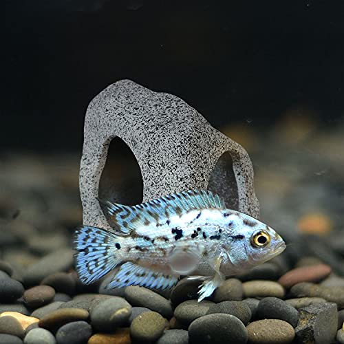 SpringSmart Ceramic Aquarium Cave for Betta Fish