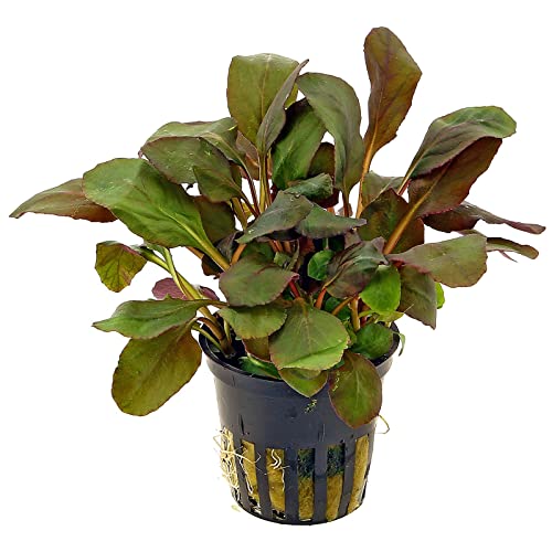 Live Lobelia Cardinalis Aquarium Plant in Pot
