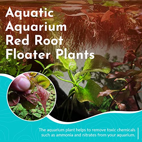 High-Quality Red Root Floater Plants for Aquariums