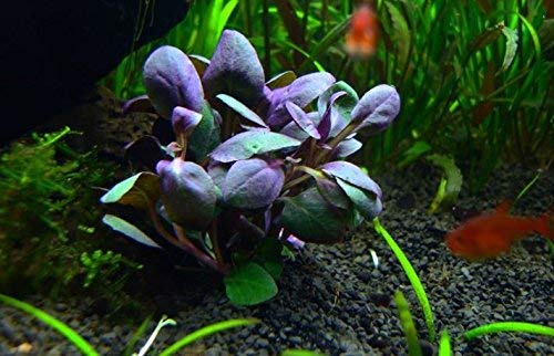 Live Lobelia Cardinalis Aquarium Plant in Pot