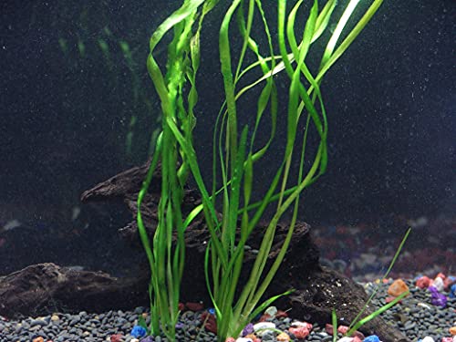 Cenyo Florida 10 Species Live Aquarium Plants Bundle
