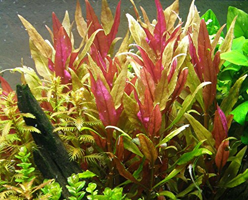 Alternanthera Reineckii VAR. Roseafolia | Telanthera – Easy Red Plant