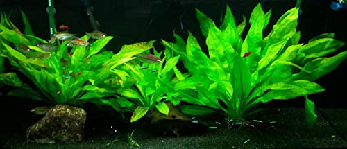 3 Amazon Sword Plants for Freshwater Aquariums