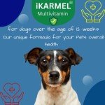 Doggy Dailies: Skin, Coat, Joint & Probiotic Dog Vitamins