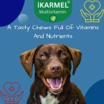 Doggy Dailies: Skin, Coat, Joint & Probiotic Dog Vitamins