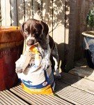 Healthy Paws Natural Turkey & Rice Dog Food 6kg