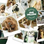 Natural Himalayan Yak Chews for Dogs - 5 Pcs