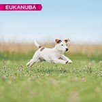 Eukanuba Dry Puppy Food for Small Breeds 3kg