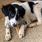 K2 Yak Chew Dog Treats - 100% Natural, Small