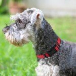 Reflective Padded Dog Collar for Medium Dogs - Red