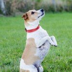 Reflective Padded Dog Collar for Medium Dogs - Red