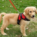 Breathable No-Pull Dog Harness Vest - Red