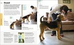 Beginner's Dog Training Guide: Train Your Superdog