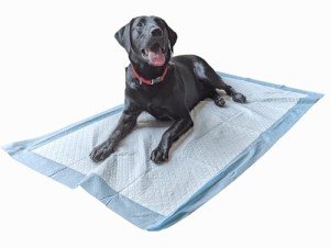 Extra Large Dog Training Pads - 20 Pack