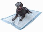 Extra Large Dog Training Pads - 20 Pack