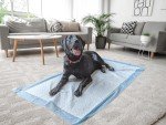 Extra Large Dog Training Pads - 20 Pack