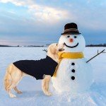 Mihachi Turtleneck Dog Sweater for Cold Weather