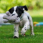 Petface Freddi Plush Puppy Dog Toy