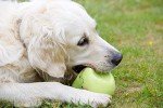 Large Soft Chew Latex Apple Dog Toy