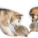 Pawaboo Plush Hedgehog Dog Chew Toys - 2 Pack