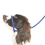 Blue Figure 8 Anti-Pull Dog Lead and Halter