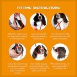 Blue Figure 8 Anti-Pull Dog Lead and Halter