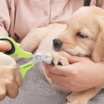 OneCut Pet Nail Clippers for Cats and Dogs