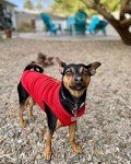 Cozy Red Fleece Vest for Small Dogs