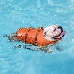 Outward Hound Granby Splash Dog Life Jacket, Small