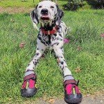 QUMY Waterproof Dog Boots for Every Season