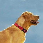 Reflective Adjustable Dog Collar with Safety Buckle