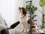 Adjustable Pet Grooming Arm with Clamp System