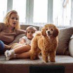 Dog Stairs with 3 Steps for Easy Access