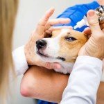 Pet Eye Drops for Dogs and Cats, 10ml