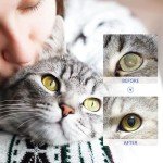 Pet Eye Drops for Dogs and Cats, 10ml