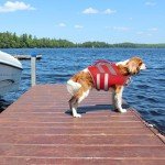 Kuoser Reflective Dog Life Jacket Vest