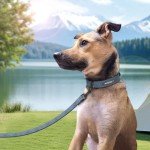 Personalized Soft Leather Dog Collar with Nameplate