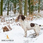 Figure 8 No-Pull Dog Lead and Halter - Red