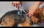 Silent Pet Grooming Kit for Sensitive Dogs & Cats