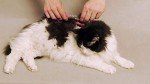 Silent Pet Grooming Kit for Sensitive Dogs & Cats