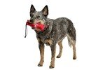 Canvas Training Dummy for Dogs - Medium Size