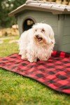 Eco-Friendly Dog Kennel with Removable Roof