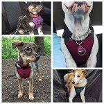 Adjustable Dog Car Harness with Seat Belts